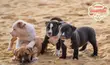 1-3 Month Female Purebred American Pit Bull Terrier - 3