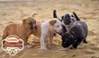 1-3 Month Female Purebred American Pit Bull Terrier - 4
