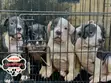 1-3 Month Female Purebred American Pit Bull Terrier - 5