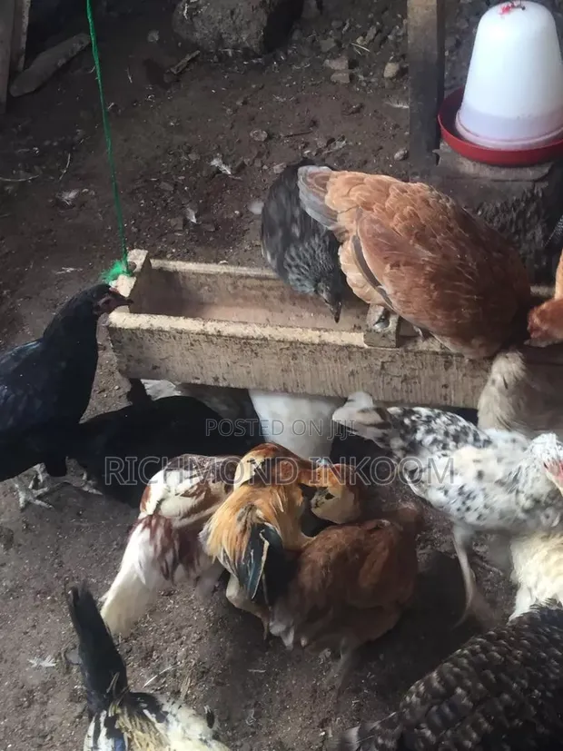 Sasso and Local Chickens - 1