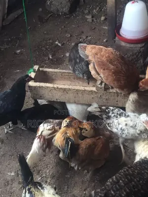 Sasso and Local Chickens