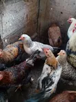 Sasso and Local Chickens - 2