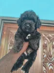 Female Purebred Poodle Puppy (1-3 Months) - 1