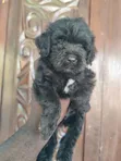 Female Purebred Poodle Puppy (1-3 Months) - 2