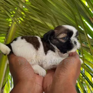 Purebred Shih Tzu Puppy - Female, 1-3 Months