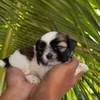 Purebred Shih Tzu Puppy - Female, 1-3 Months - 2