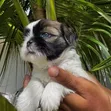 Purebred Shih Tzu Puppy - Female, 1-3 Months - 3
