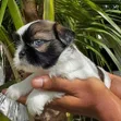 Purebred Shih Tzu Puppy - Female, 1-3 Months - 4
