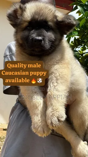Purebred Caucasian Shepherd Puppy