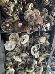 Toyota Corolla Fuel Pump Complete (2006-2016) - 5