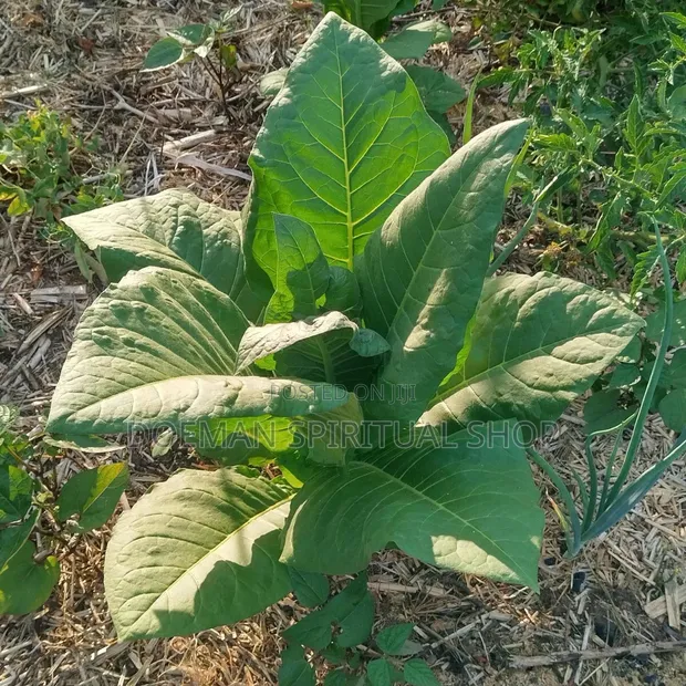 Fresh Bonto Leaves - 1