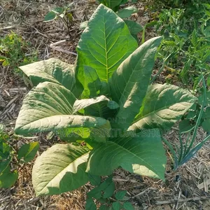 Fresh Bonto Leaves