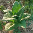Fresh Bonto Leaves - 1