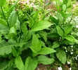 Fresh Bonto Leaves - 2