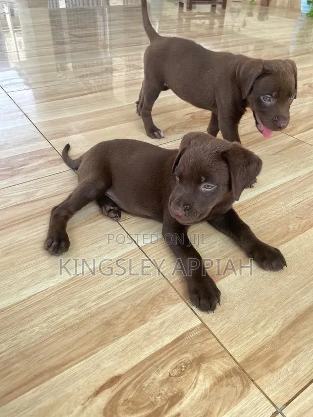 1-3 Month Old Male Purebred Labrador Retriever Puppy - 1