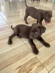 1-3 Month Old Male Purebred Labrador Retriever Puppy - 1