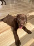 1-3 Month Old Male Purebred Labrador Retriever Puppy - 2
