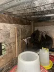 Guinea Fowls for Sale - 1