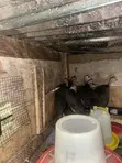 Guinea Fowls for Sale - 2