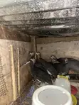 Guinea Fowls for Sale - 3