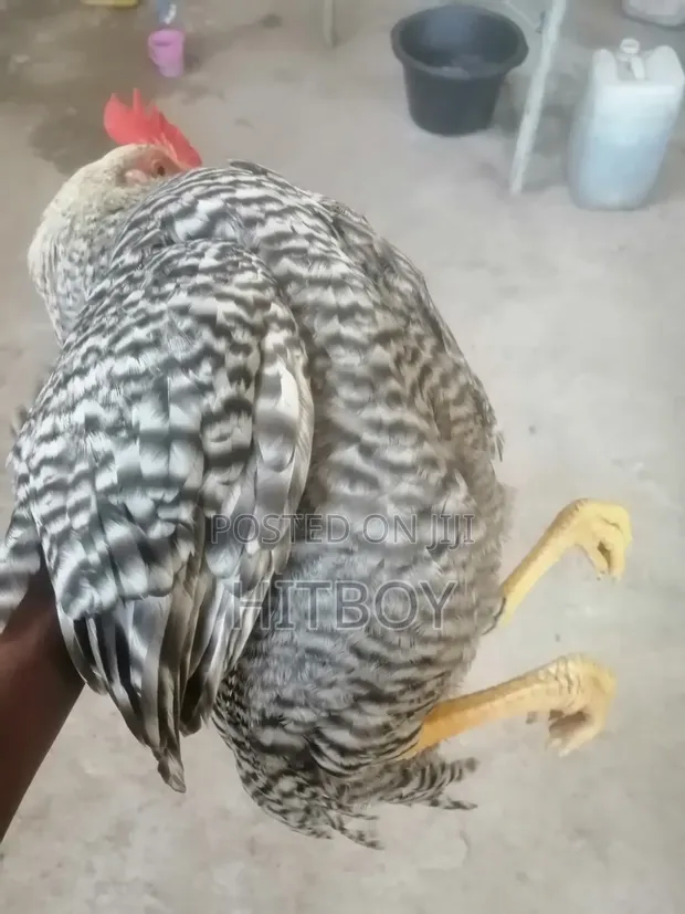 Full Grown Chicken - 1