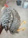 Full Grown Chicken - 1