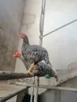Full Grown Chicken - 2