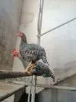 Full Grown Chicken - 3