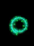 Glow in Dark Waist Beads - 2