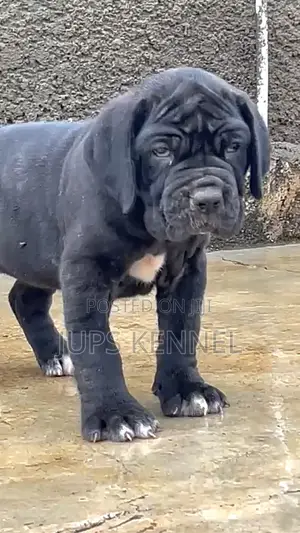 1-3 Month Female Purebred Cane Corso Puppy