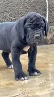 1-3 Month Female Purebred Cane Corso Puppy - 1