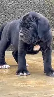 1-3 Month Female Purebred Cane Corso Puppy - 2