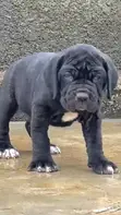 1-3 Month Female Purebred Cane Corso Puppy - 3