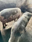 Pigs for Sale - 1