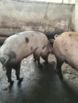 Pigs for Sale - 2