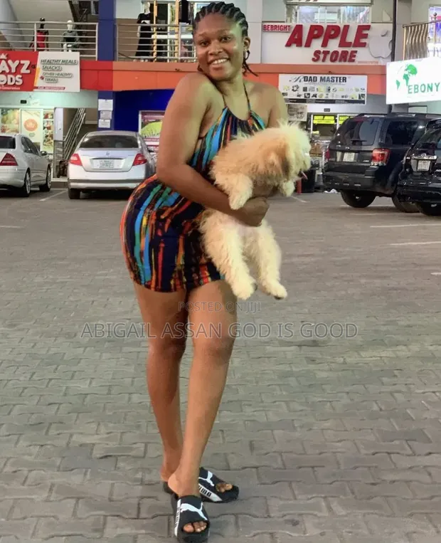 Female Mixed Breed Poodle, 3-6 Months - 1