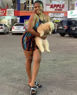 Female Mixed Breed Poodle, 3-6 Months