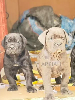 1-3 Month Old Male Purebred Cane Corso Puppy