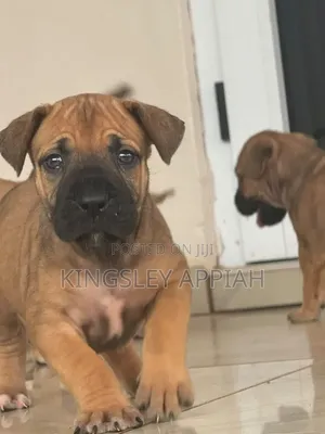 Purebred Boerboel Puppy - Female, 1-3 Months
