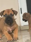 Purebred Boerboel Puppy - Female, 1-3 Months - 1
