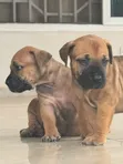 Purebred Boerboel Puppy - Female, 1-3 Months - 2