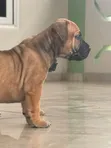 Purebred Boerboel Puppy - Female, 1-3 Months - 3