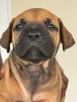 Purebred Boerboel Puppy - Female, 1-3 Months - 4