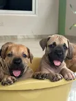 Purebred Boerboel Puppy - Female, 1-3 Months - 5