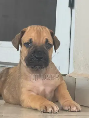 Purebred Boerboel Puppies - 1-3 Months Old