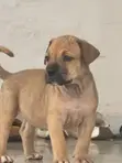 Purebred Boerboel Puppies - 1-3 Months Old - 2
