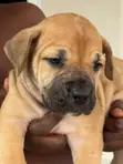 Purebred Boerboel Puppies - 1-3 Months Old - 3