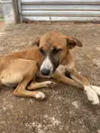Male Mixed Breed Dog, 6-12 Months - 1