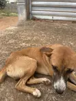 Male Mixed Breed Dog, 6-12 Months - 3