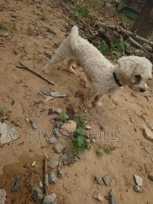 16-Month-Old Male Purebred Poodle